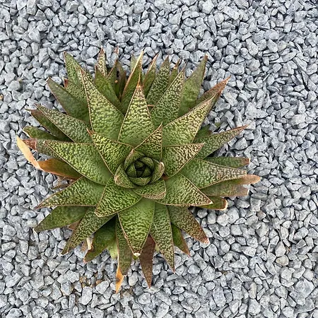 La Interdite Chez Loveroomtoulon, Parking Et Wifi Gratuits Apartamento